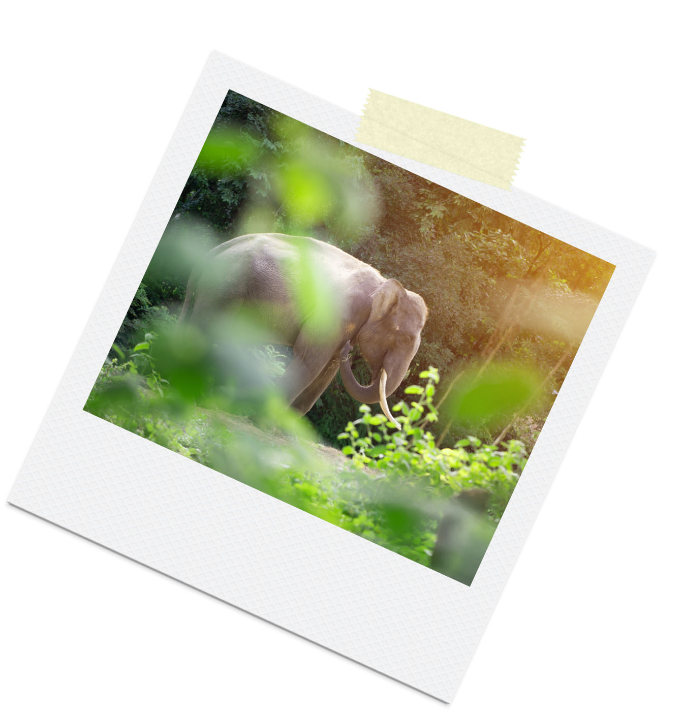 An elephant with tusks seen through jungle leaves