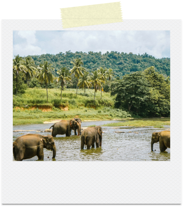 A herd of elephants in a river
